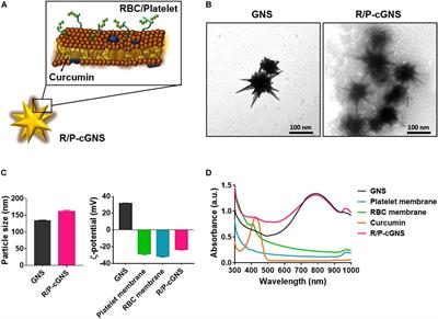 Platelet-Like Gold Nanostars for Cancer Therapy: The Ability to Treat Cancer and Evade Immune Reactions